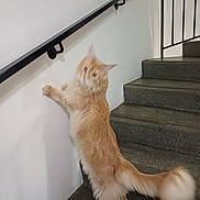 Ali participe au concours pour gagner de l'argent avec cette photo : animal, cat, climbing, curious, domestic_animal, feline, fluffy, home, indoor, motion_blur, orange_cat, paw, pet, playful, railing, staircase, stairs, step, tail, wall