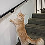 animal, cat, climbing, curious, domestic_animal, feline, fluffy, home, indoor, motion_blur, orange_cat, paw, pet, playful, railing, staircase, stairs, step, tail, wall