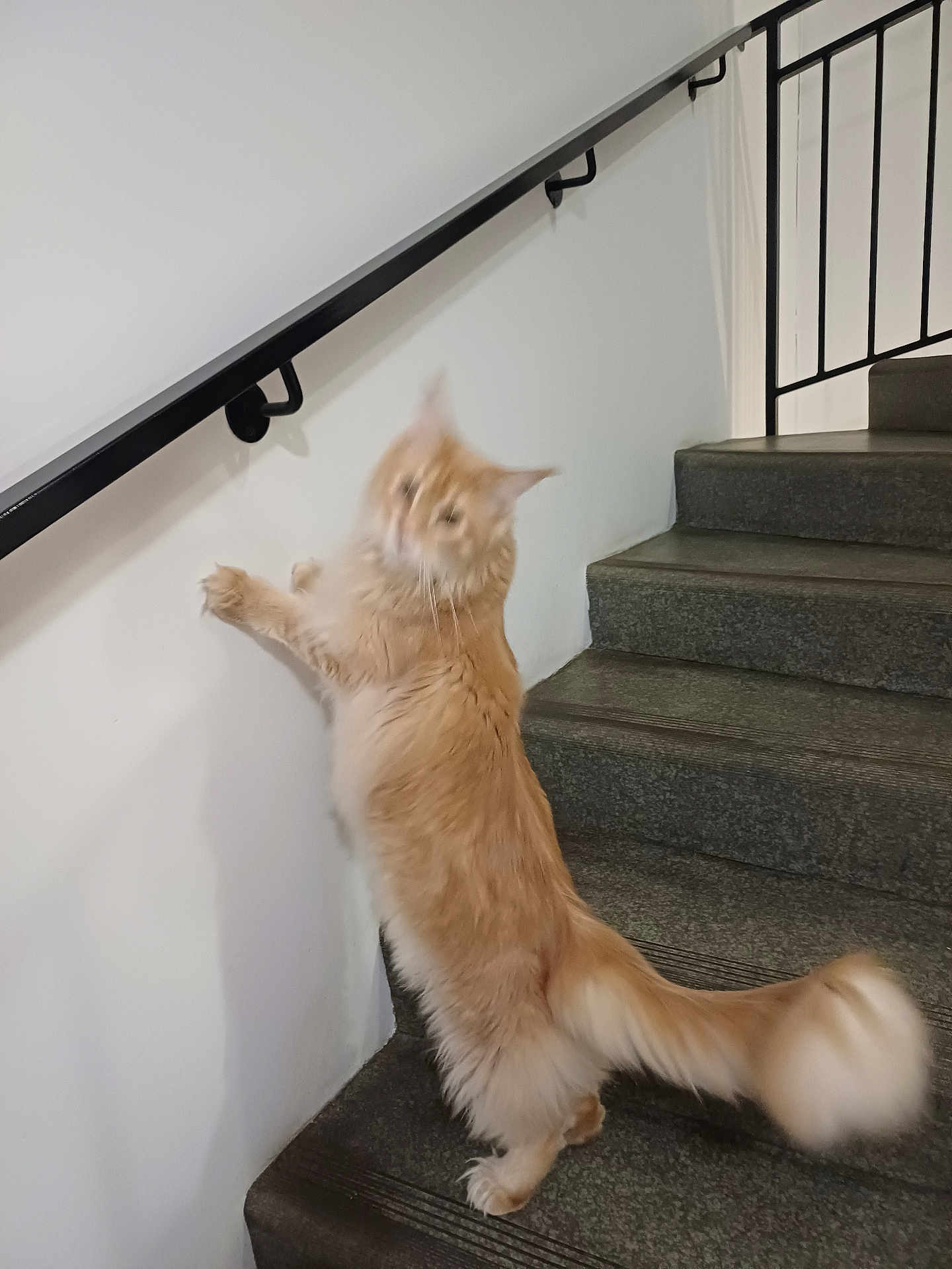 Ali