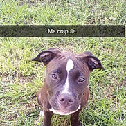 Xena participe au concours pour gagner de l'argent avec cette photo : dog, puppy, animal, grass, outdoor, standing, portrait, brown_dog, white_markings, white_paws, floppy_ears, short_hair, closeup, front_view, face, eyes, nose, pet, text_overlay, nature