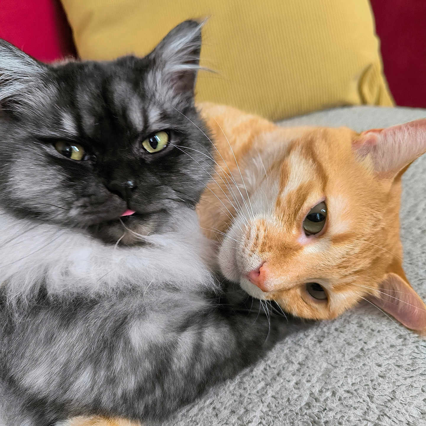 Yuki participe au concours pour gagner de l'argent avec cette photo : blanket, cat, cats, closeup, companionship, cozy, cute, domestic_animal, feline, fur, gray_cat, indoor, orange_cat, pet, pillow, relaxed, resting, snuggling, tongue_out, whiskers