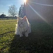 Pandora a rejoint le concours — aidez-le/la à gagner de superbes lots ! cat, fluffy, grass, outdoor, sunlight, sunflare, building, nature, pet, animal, mammal, daylight, shadow, tree, sky, calm, serene, domestic_cat, sitting, fur