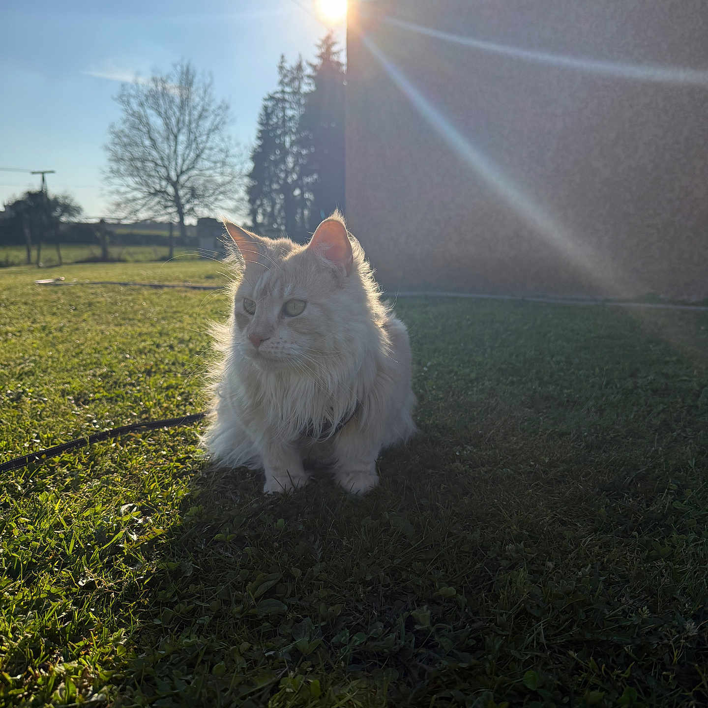 Pandora a rejoint le concours — aidez-le/la à gagner de superbes lots ! cat, fluffy, grass, outdoor, sunlight, sunflare, building, nature, pet, animal, mammal, daylight, shadow, tree, sky, calm, serene, domestic_cat, sitting, fur