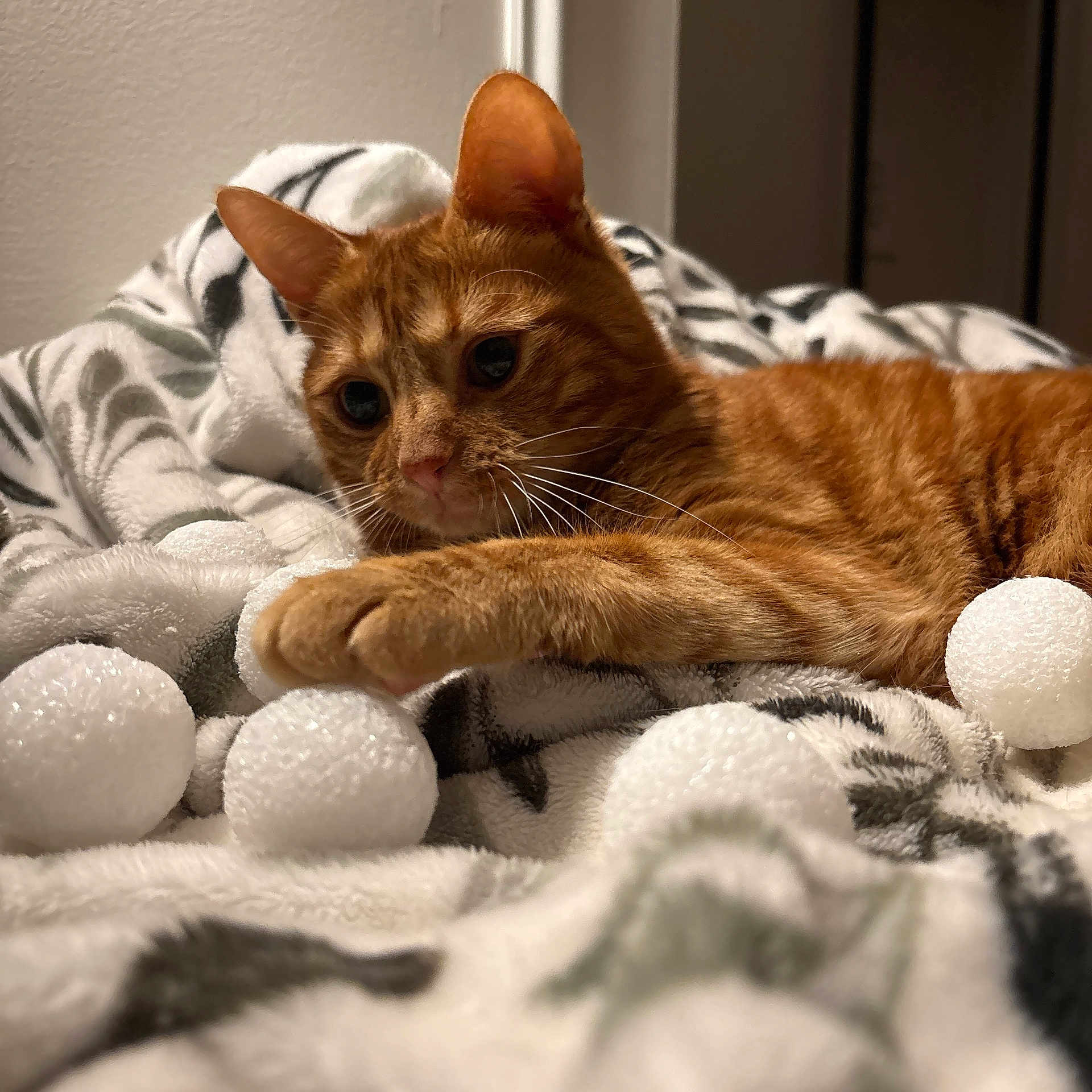 Mr. Pumpkin is registered to the contest to win money with this photo: cat, orange_tabby, ginger_cat, pet, feline, blanket, cozy, indoor, whiskers, paw, toys, foam_balls, bed, portrait, closeup, domestic_animal, soft_texture, lounging, playful, sleepy_eyes