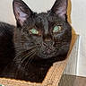 Bagheera a rejoint le concours — aidez-le/la à gagner de superbes lots ! animal, black_cat, box, carpeted_box, cat, close_up, ears, eyes, face, feline, flash_reflection, fur, green, indoor, looking_at_camera, patterned_box, pet, resting, whiskers, white