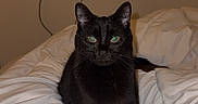 Bagheera participe au concours pour gagner de l'argent avec cette photo : animal, bed, black_cat, blanket, blurred_background, cat, cozy, domestic_animal, feline, fur, green_eyes, home, indoor, living_room, looking_at_camera, mammal, pet, relaxed, television, white_blanket
