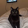 animal, bed, black_cat, blanket, blurred_background, cat, cozy, domestic_animal, feline, fur, green_eyes, home, indoor, living_room, looking_at_camera, mammal, pet, relaxed, television, white_blanket