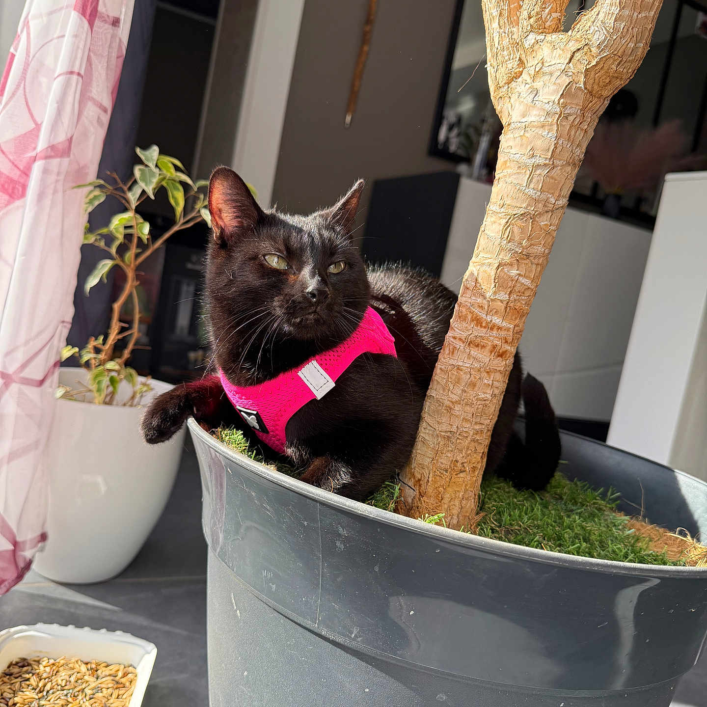 Bagheera