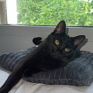 Bagheera a rejoint le concours — aidez-le/la à gagner de superbes lots ! animal, bed, black_cat, cat, cozy, curious, domestic_cat, feline, greenery, home, indoor, laying, nature_outside, pet, pillow, relaxing, resting, soft_light, texture, window