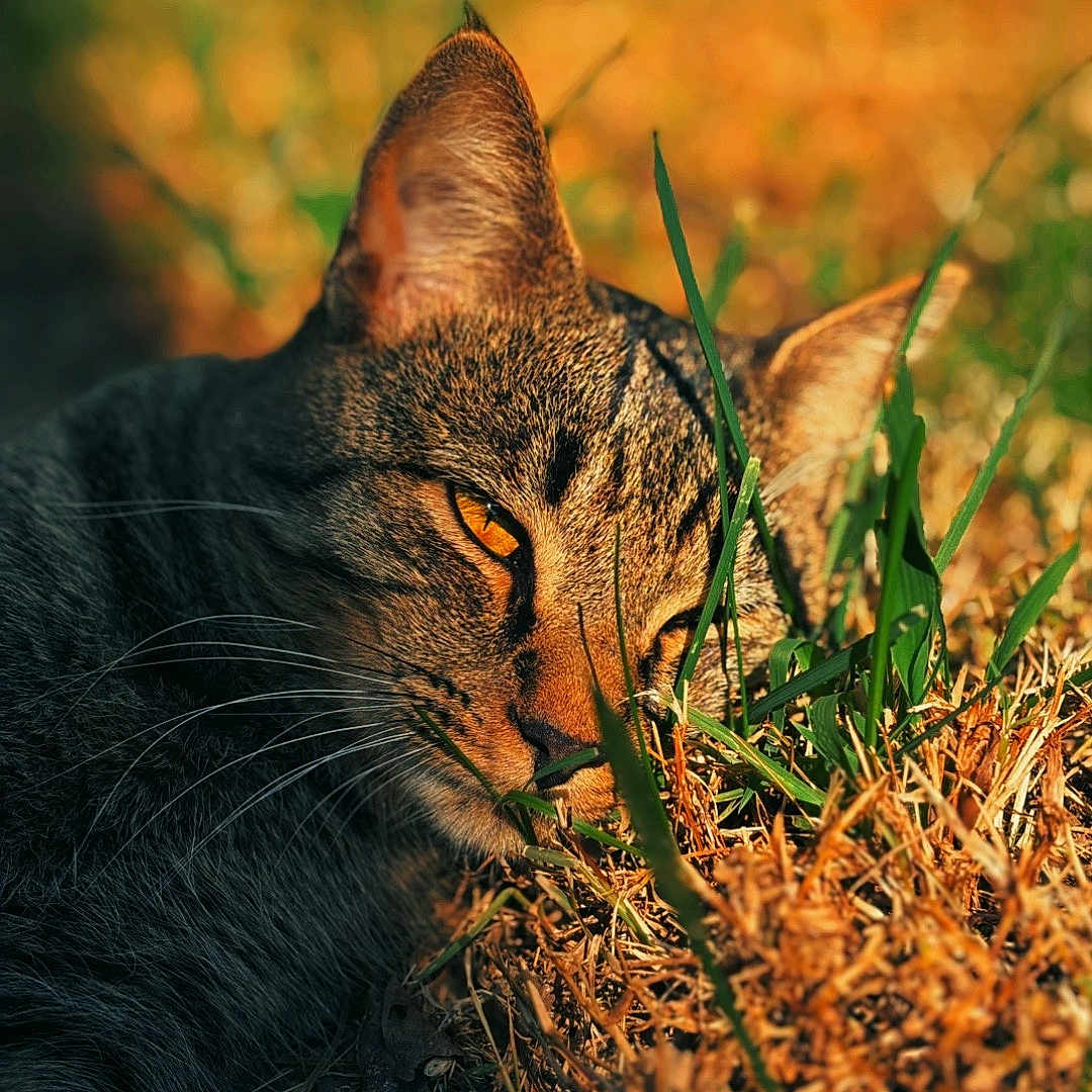 Vicious joined the competition — help win amazing prizes! cat, tabby_cat, close_up, animal, pet, outdoor, grass, nature, sunlight, golden_hour, whiskers, fur, eyes, relaxed, laying_down, mammal, wildlife, leaf, green, brown