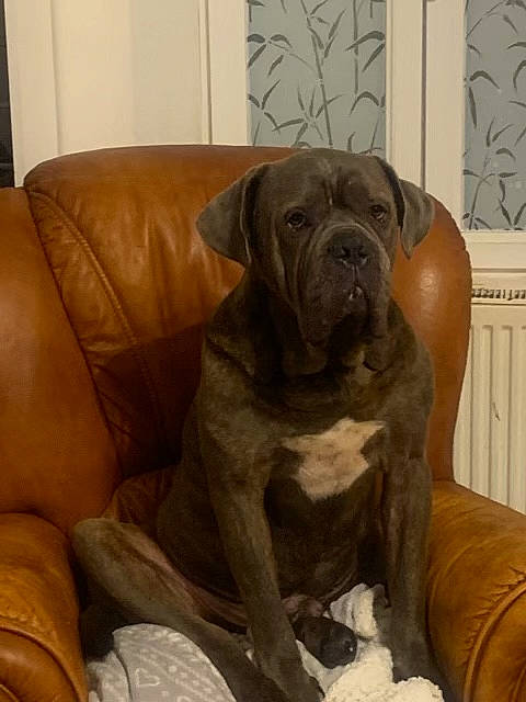 Oxy a rejoint le concours — aidez-le/la à gagner de superbes lots ! canidae, carnivore, comfort, companion_dog, couch, dog, dog_breed, fawn, flooring, hardwood, liver, molosser, ori_pei, picture_frame, snout, sporting_group, tail, working_animal, working_dog, wrinkle