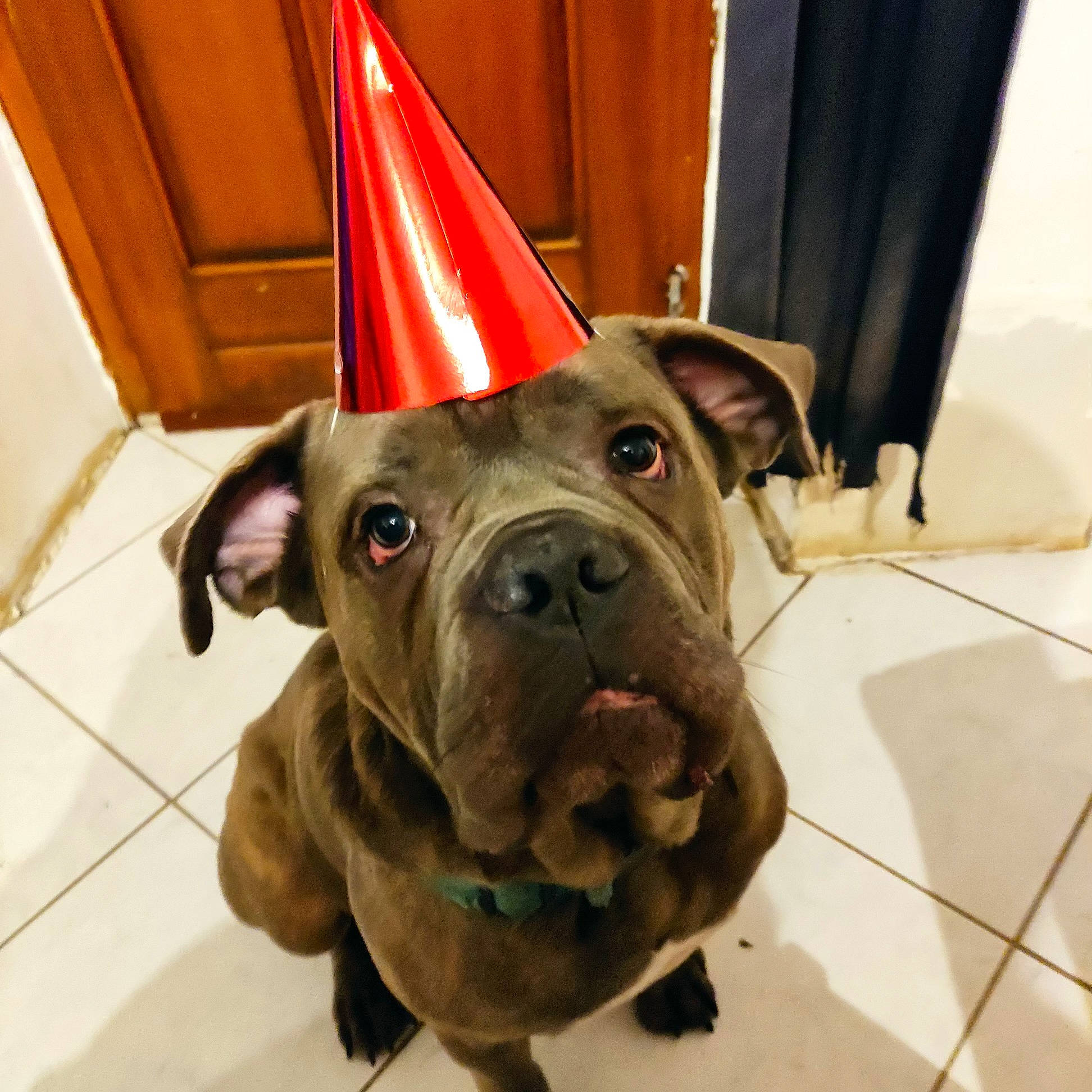 Oxy a rejoint le concours — aidez-le/la à gagner de superbes lots ! canidae, carnivore, collar, companion_dog, curtain, dog, dog_breed, dog_collar, dog_supply, fawn, flooring, liver, party_hat, pet_supply, selfie, sporting_group, toy_dog, whiskers, working_animal, wrinkle