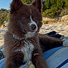 Bianca participe au concours pour gagner de l'argent avec cette photo : dog, puppy, fluffy, brown_fur, white markings, pointed_ears, harness, leash, sitting, lying_down, beach, sand, blanket, outdoor, sunny, blue_sky, trees, portrait, pet, cute