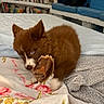 puppy, dog, brown_fur, fluffy, blue_eyes, white_markings, bread, chewing, food, blanket, bed, bedroom, bookshelf, books, blue_couch, indoors, cozy, pet, cute, portrait