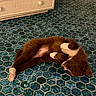 Bianca participe au concours pour gagner de l'argent avec cette photo : dog, brown_and_white, sleeping, lying_down, belly_up, curled_paws, fluffy, pet, indoor, tile_floor, hexagonal_tiles, teal_floor, dresser, furniture, home, relaxed, nap, cute, playful, portrait