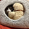 cat, stuffed_toy, teddy_bear, furry, cat_bed, cozy, indoor, pet, animal, cute, snuggling, soft_texture, gray, beige, curious, resting, cave, bed, feline, warm