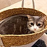 cat, basket, indoor, pet, feline, woven, cozy, curious, texture, soft, home, animal, fur, face, closeup, resting, domestic, cute, relaxed, natural_light