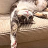 cat, pet, feline, indoor, couch, stretching, upside_down, fur, whiskers, paw, pink_paw_pads, relaxed, cozy, home, furniture, beige, textured, cute, animal, resting