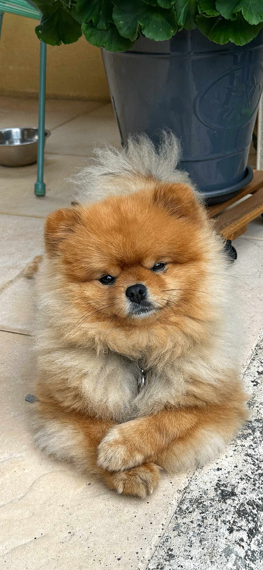 Topsy participe au concours pour gagner de l'argent avec cette photo : adorable, animal, brown, companion, crossed_paws, cute, dog, domestic_animal, floor, flower_pot, fluffy, fur, outdoor, pet, plant, pomeranian, portrait, relaxed, small_dog, tile