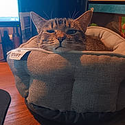 Lil Bit joined the competition — help win amazing prizes! cat, tabby_cat, pet_bed, indoor, cozy, relaxed, sleepy, feline, animal, fur, whiskers, ears, face, computer_monitor, wooden_table, soft_lighting, home, domestic, resting, cute