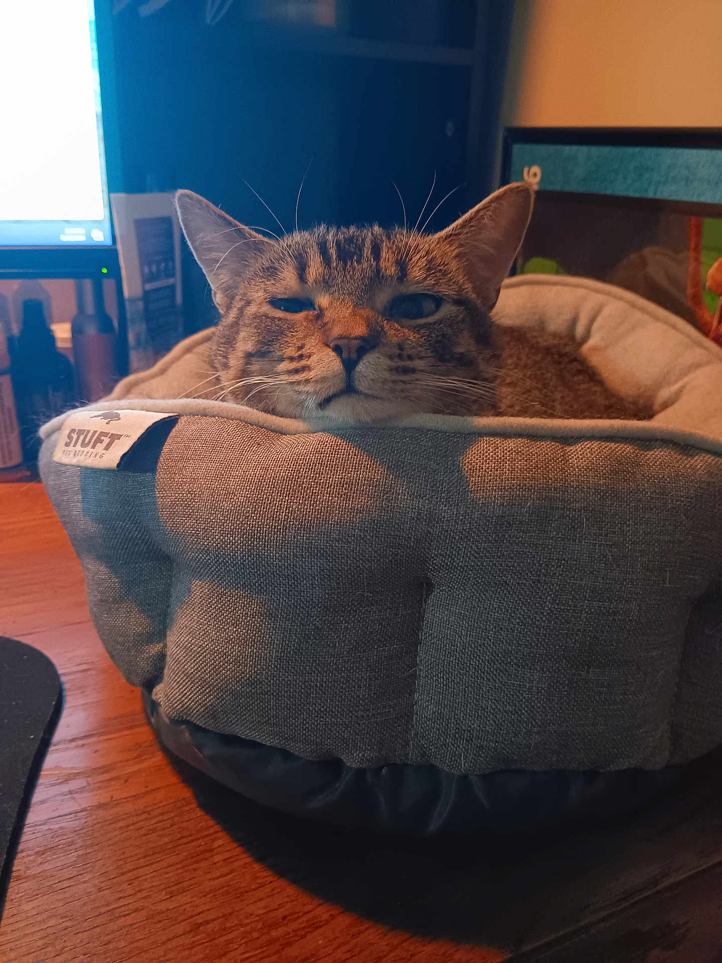 Lil Bit joined the competition — help win amazing prizes! cat, tabby_cat, pet_bed, indoor, cozy, relaxed, sleepy, feline, animal, fur, whiskers, ears, face, computer_monitor, wooden_table, soft_lighting, home, domestic, resting, cute
