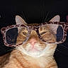accessory, animal, cat, closeup, cute, domestic_cat, ears, face, funny, fur, glasses, indoor, large_glasses, nose, orange_tabby, pet, portrait, sleepy_eyes, wearing, whiskers