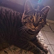 Hershey joined the competition — help win amazing prizes! cat, tabby_cat, animal, pet, indoor, floor_tiles, window, curious, whiskers, ears, face, fur, paws, floral_pattern, bedspread, natural_light, domestic, resting, close_up, feline