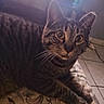 cat, tabby_cat, animal, pet, indoor, floor_tiles, window, curious, whiskers, ears, face, fur, paws, floral_pattern, bedspread, natural_light, domestic, resting, close_up, feline