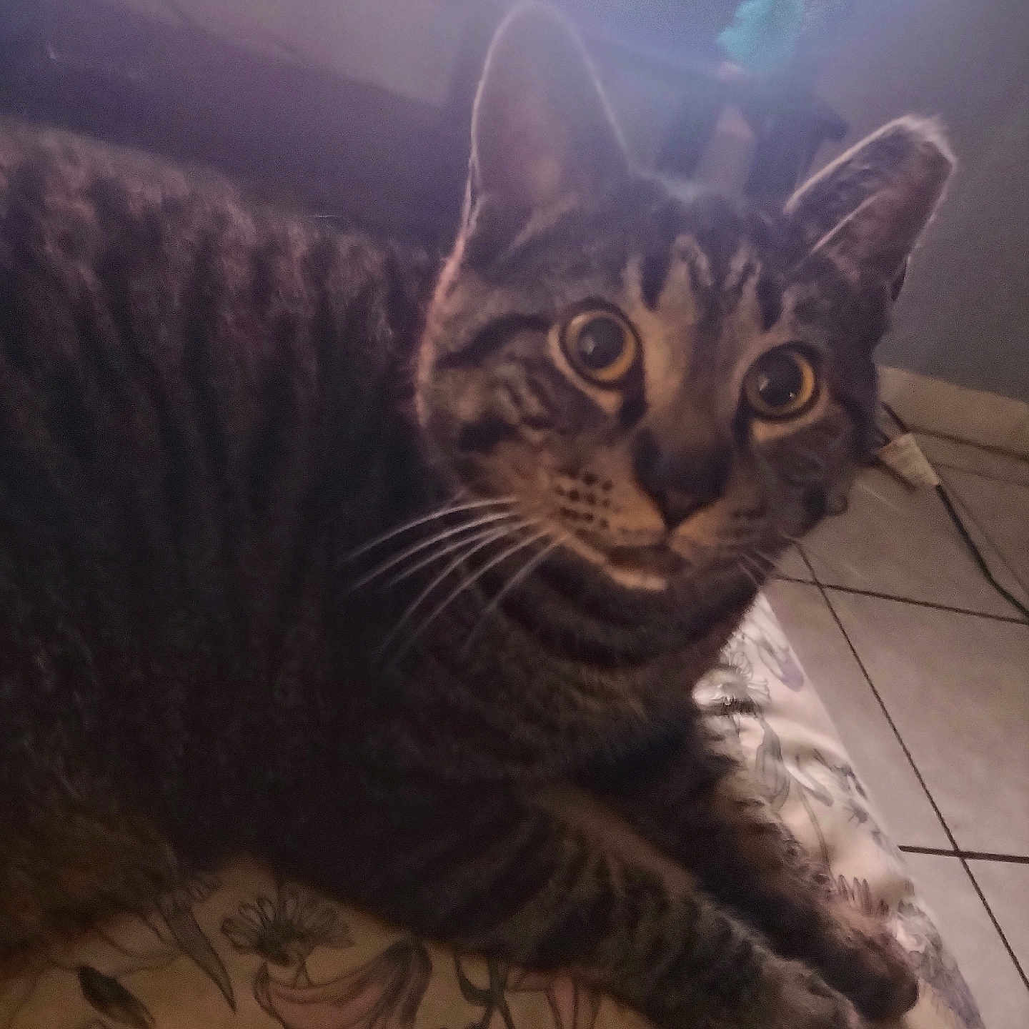 Hershey joined the competition — help win amazing prizes! cat, tabby_cat, animal, pet, indoor, floor_tiles, window, curious, whiskers, ears, face, fur, paws, floral_pattern, bedspread, natural_light, domestic, resting, close_up, feline