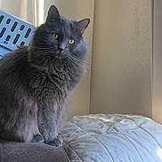 Agnes is registered to the contest to win money with this photo: cat, gray_cat, fluffy, green_eyes, indoor, pet, feline, sitting, cozy, soft_light, quilted_blanket, window_light, animal, fur, whiskers, domestic_cat, curious, relaxed, household, cute