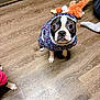 dog, boston_terrier, pet, hoodie, clothing, indoor, hardwood_floor, stuffed_toy, wide_eyes, looking_up, sitting, paw, cute, small_dog, flooring, wood_grain, expression, human_leg, sock, playful
