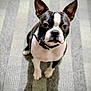 dog, boston_terrier, pet, ears, collar, staring, portrait, indoor, carpet, food_bowl, sitting, paws, whiskers, eyes, fur, black_and_white, close_up, attentive, cute, shadow