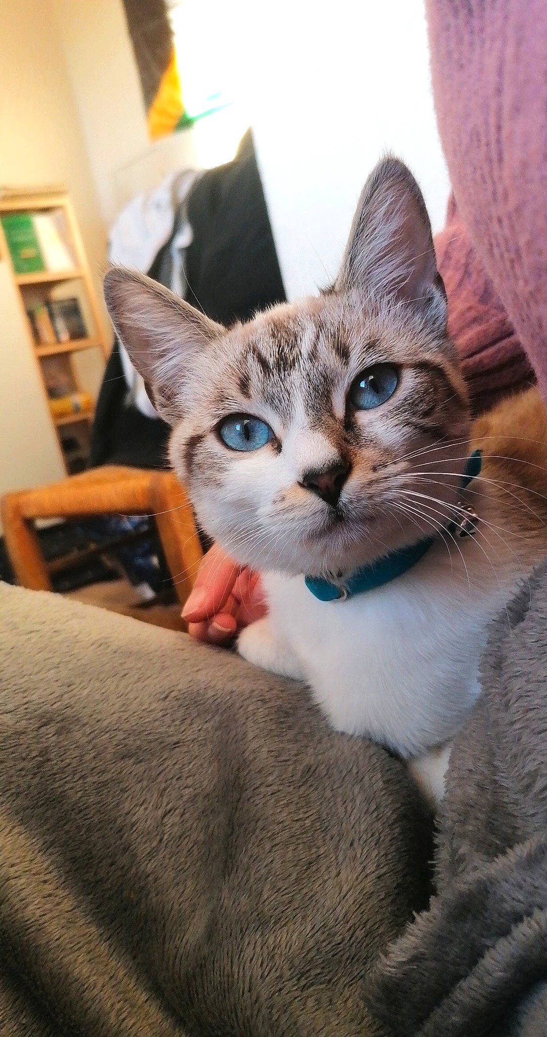 Iseult participe au concours pour gagner de l'argent avec cette photo : bookcase, carnivore, cat, chair, claw, comfort, domestic_short_haired_cat, ear, fawn, felidae, fur, gesture, paw, picture_frame, shelf, sitting, small_to_medium_sized_cats, snout, tree, whiskers