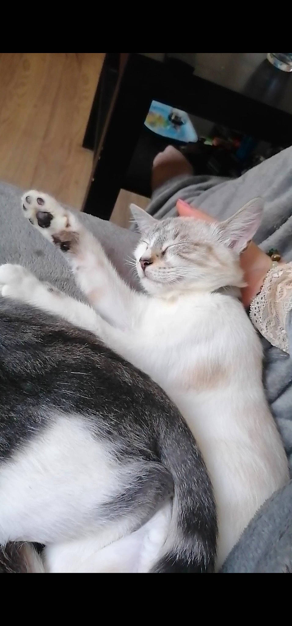 Iseult participe au concours pour gagner de l'argent avec cette photo : carnivore, cat, claw, comfort, domestic_short_haired_cat, fawn, felidae, fur, gesture, lap, nail, nap, paw, sleep, small_to_medium_sized_cats, tail, whiskers