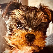 Billy joined the competition — help win amazing prizes! puppy, dog, close_up, fur, cute, pet, animal, face, nose, eyes, hand, domestic_animal, mammal, fluffy, young, portrait, indoor, adorable, whiskers, small