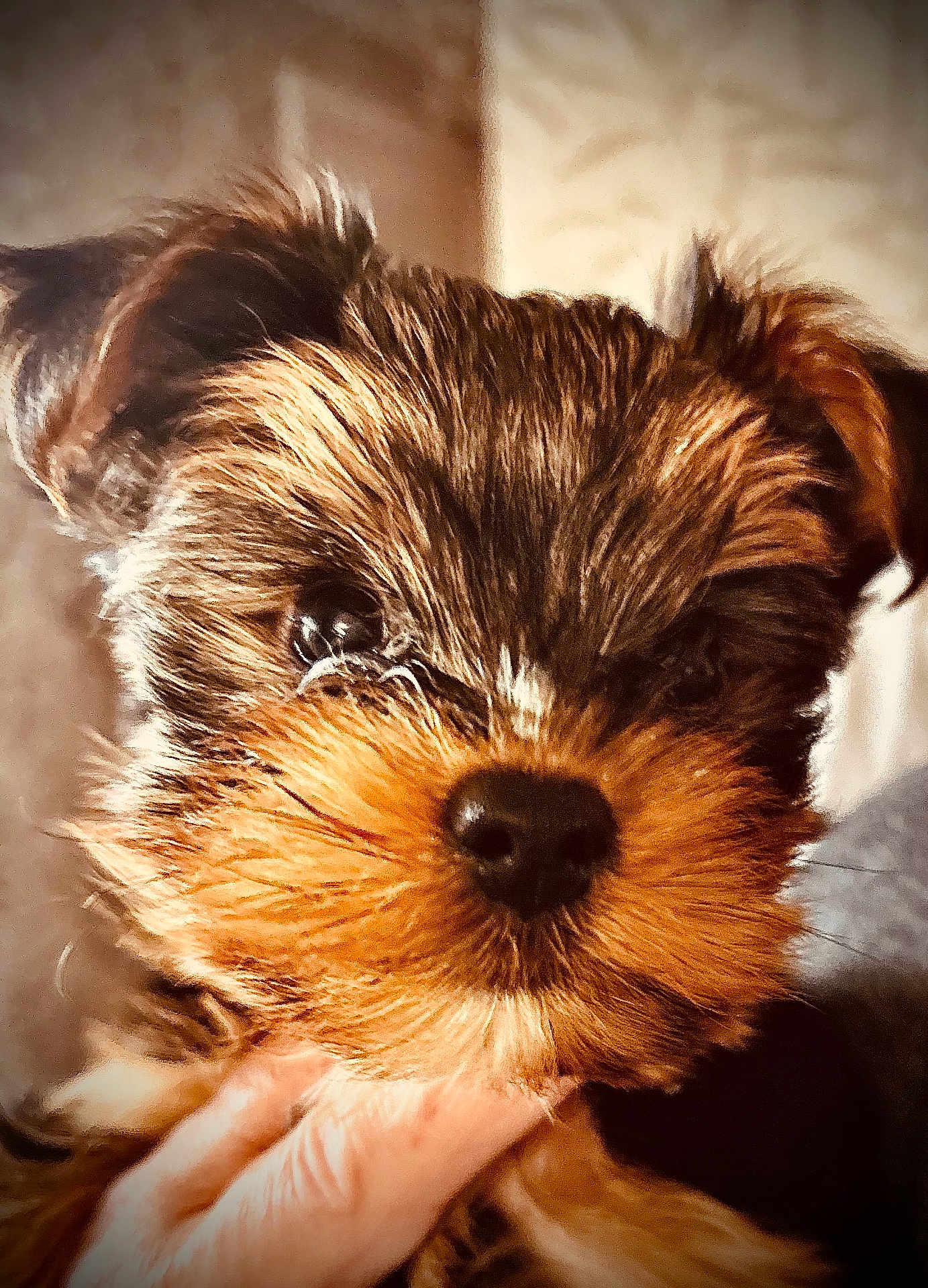 Billy joined the competition — help win amazing prizes! puppy, dog, close_up, fur, cute, pet, animal, face, nose, eyes, hand, domestic_animal, mammal, fluffy, young, portrait, indoor, adorable, whiskers, small