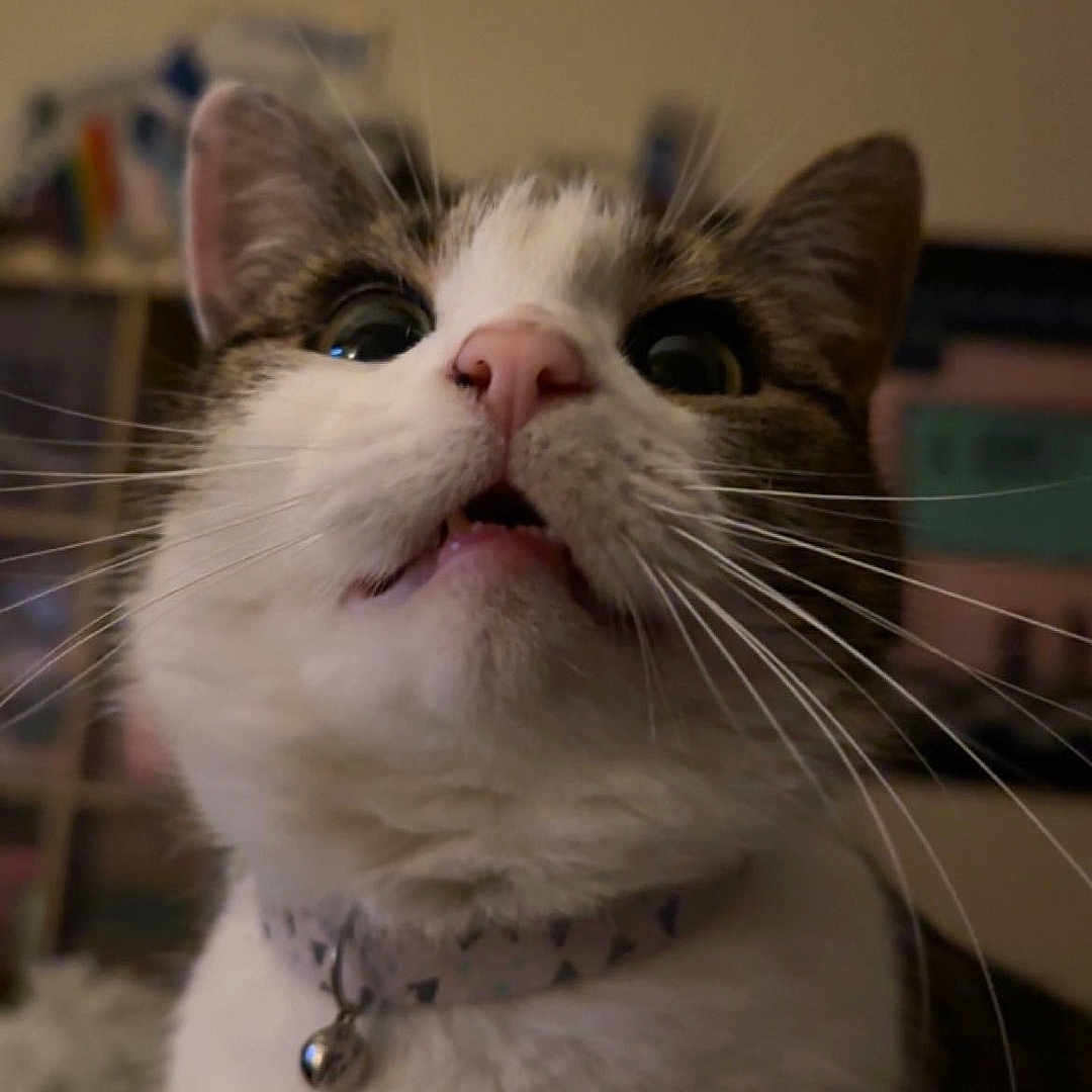 Penny is registered to the contest to win money with this photo: animal, bell, cat, closeup, collar, curious, cute, domestic_cat, feline, fur, household, indoor, looking_up, pet, pink_nose, portrait, tabby, whiskers, white_fur, wide_eyes