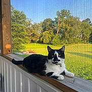 Kirklynn is registered to the contest to win money with this photo: cat, black_and_white, lounging, windowsill, wooden, sunlight, outdoor_view, greenery, trees, grass, screen, pet, animal, domestic_cat, relaxed, collar, daytime, nature, window, house