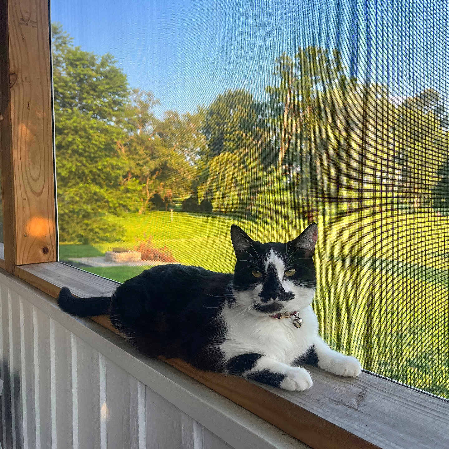 Kirklynn is registered to the contest to win money with this photo: cat, black_and_white, lounging, windowsill, wooden, sunlight, outdoor_view, greenery, trees, grass, screen, pet, animal, domestic_cat, relaxed, collar, daytime, nature, window, house