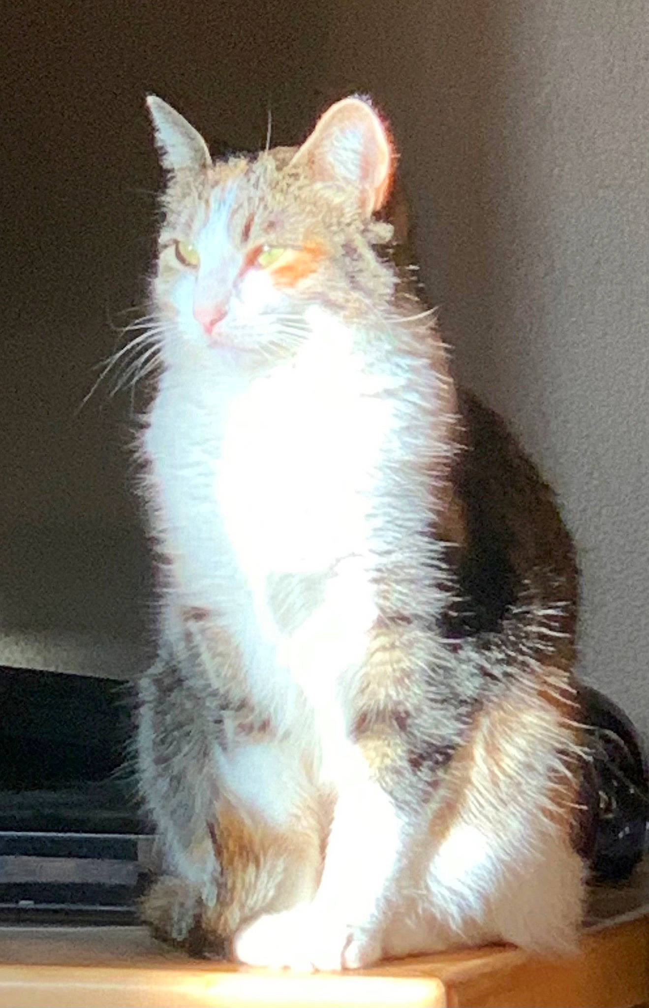 Callie joined the competition — help win amazing prizes! carnivore, cat, claw, curious, domestic_short_haired_cat, fawn, felidae, fur, paw, sitting, small_to_medium_sized_cats, snout, tail, terrestrial_animal, whiskers, window