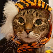 Angel is registered to the contest to win money with this photo: animal, cat, closeup, costume, cute, domestic_cat, eyes, face, feline, fluffy, fur, hat, headwear, indoor, mammal, pet, portrait, tabby, tiger_stripes, whiskers