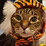animal, cat, closeup, costume, cute, domestic_cat, eyes, face, feline, fluffy, fur, hat, headwear, indoor, mammal, pet, portrait, tabby, tiger_stripes, whiskers