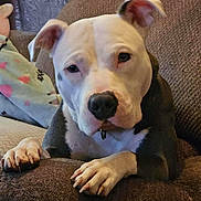 Luna is registered to the contest to win money with this photo: dog, canine, pet, indoor, couch, brown_couch, paws, close_up, white_fur, black_fur, relaxed, animal, companion, cute, household, furniture, blanket, ears, snout, portrait