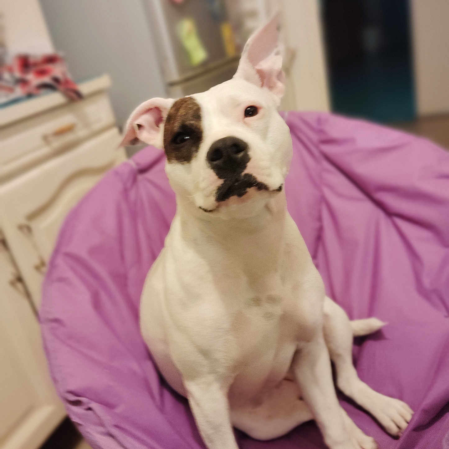 Oracle a rejoint le concours — aidez-le/la à gagner de superbes lots ! animal, bostonbull, boxer, bulldog, canine, cushion, dog, frenchbulldog, furniture, homedecor, hound, machine, pet, pitbull, puppy, spoke