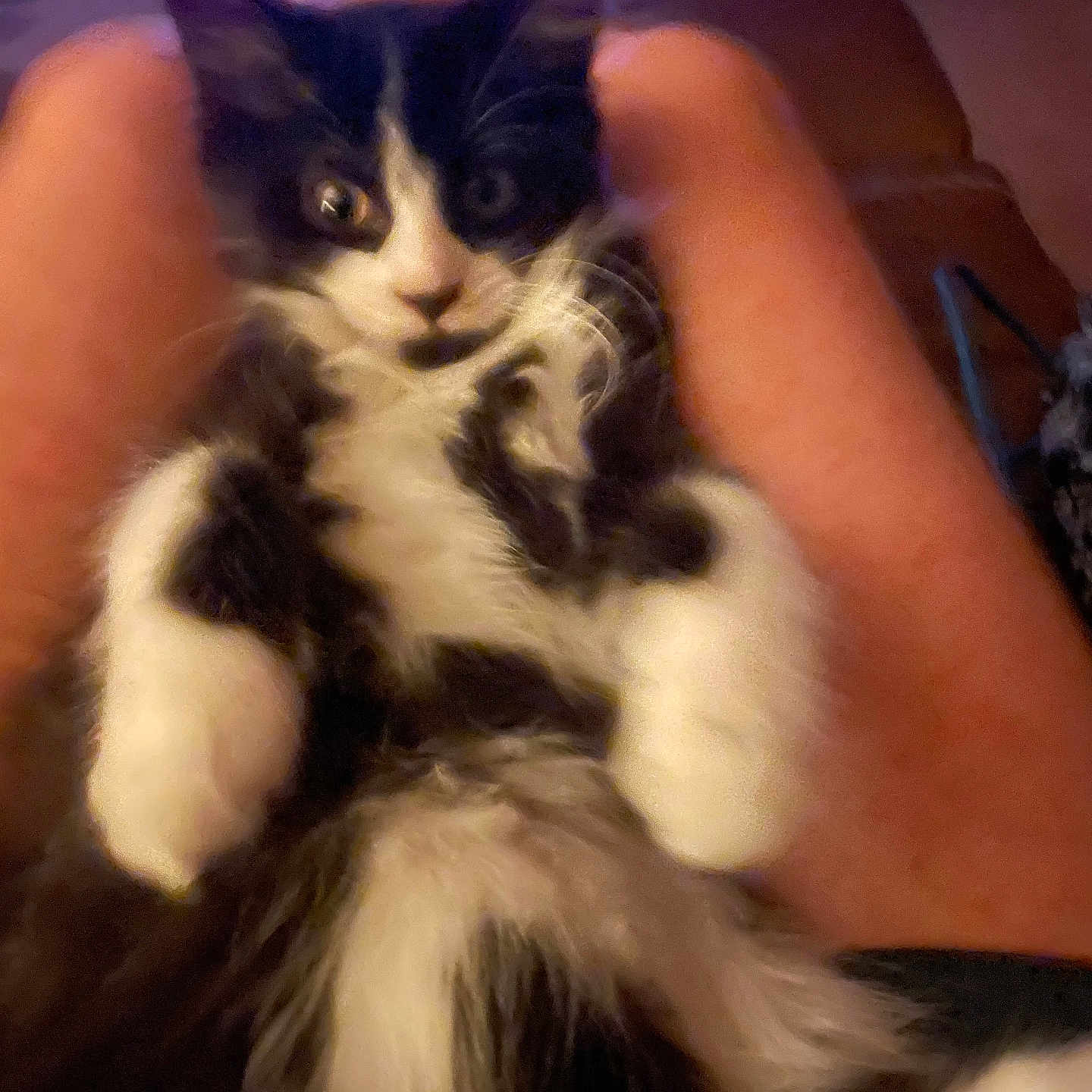 Sylvester is registered to the contest to win money with this photo: cat, kitten, black_and_white, furry, pet, animal, indoor, portrait, close_up, lying_down, relaxed, front_view, whiskers, ears, paws, chest, human_arms, couch, dim_lighting, cozy
