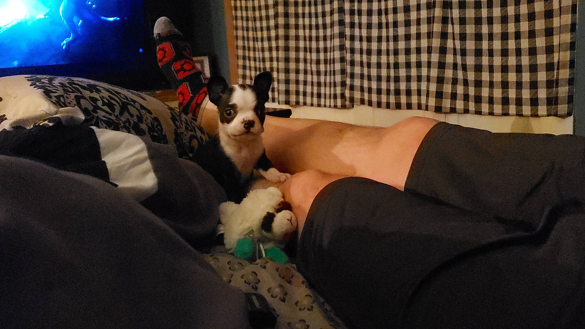 Izzy joined the competition — help win amazing prizes! ankle, calf, canidae, carnivore, comfort, companion_dog, dog, dog_breed, dog_supply, foot, fur, human_leg, knee, lap, sock, sporting_group, thigh, tights, toy_dog, working_animal