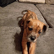 Cinnamon is registered to the contest to win money with this photo: blanket, blur, brown_fur, couch, cushion, dog, ears, eyes, face, furniture, indoors, living_room, muzzle, paws, pet, playful, portrait, puppy, sofa, whiskers