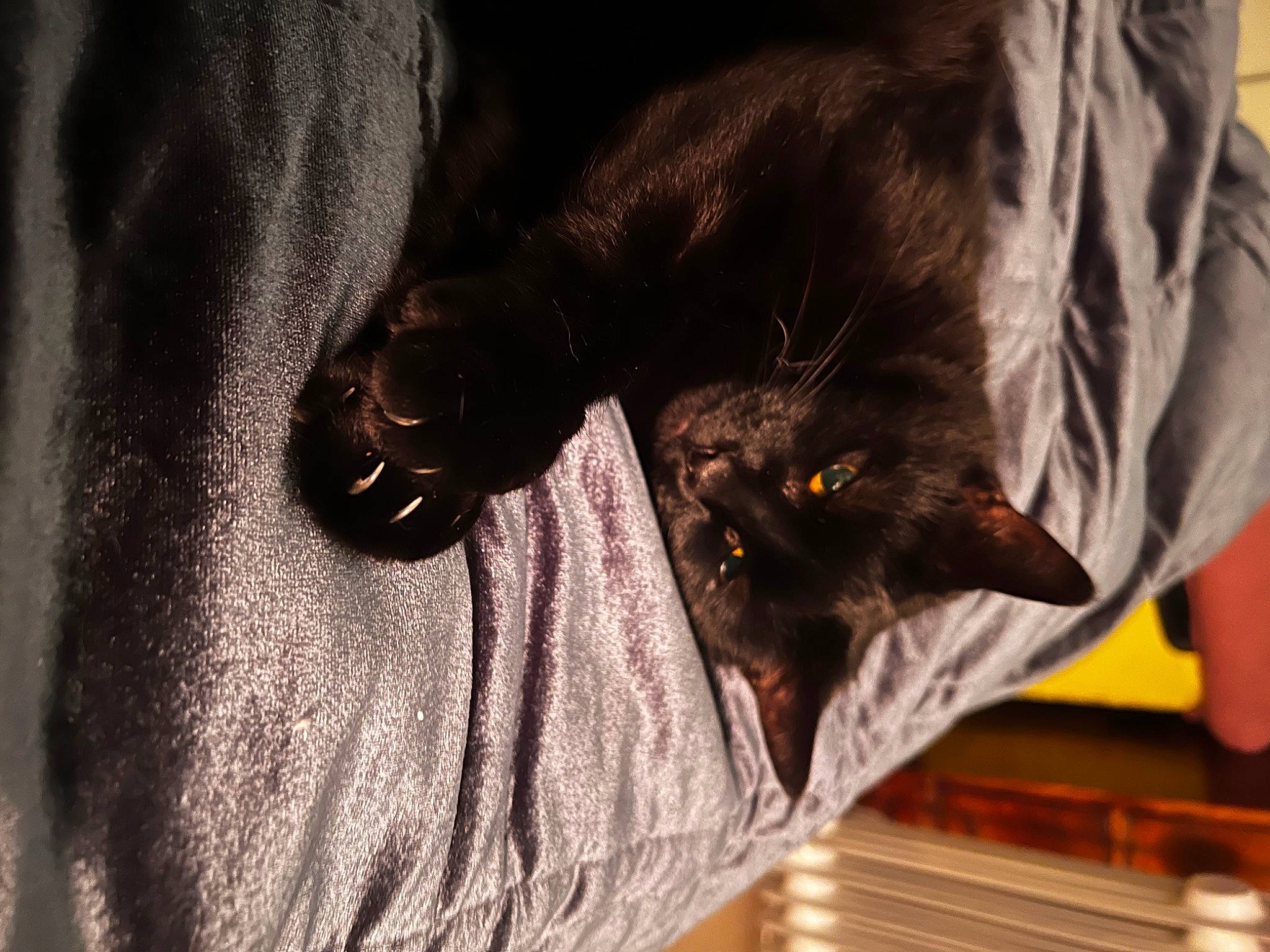 Beau joined the competition — help win amazing prizes! black_cat, bombay, canidae, carnivore, cat, claw, comfort, dog_breed, domestic_short_haired_cat, felidae, fur, gesture, liver, sleeve, small_to_medium_sized_cats, snout, sporting_group, tail, textile, whiskers