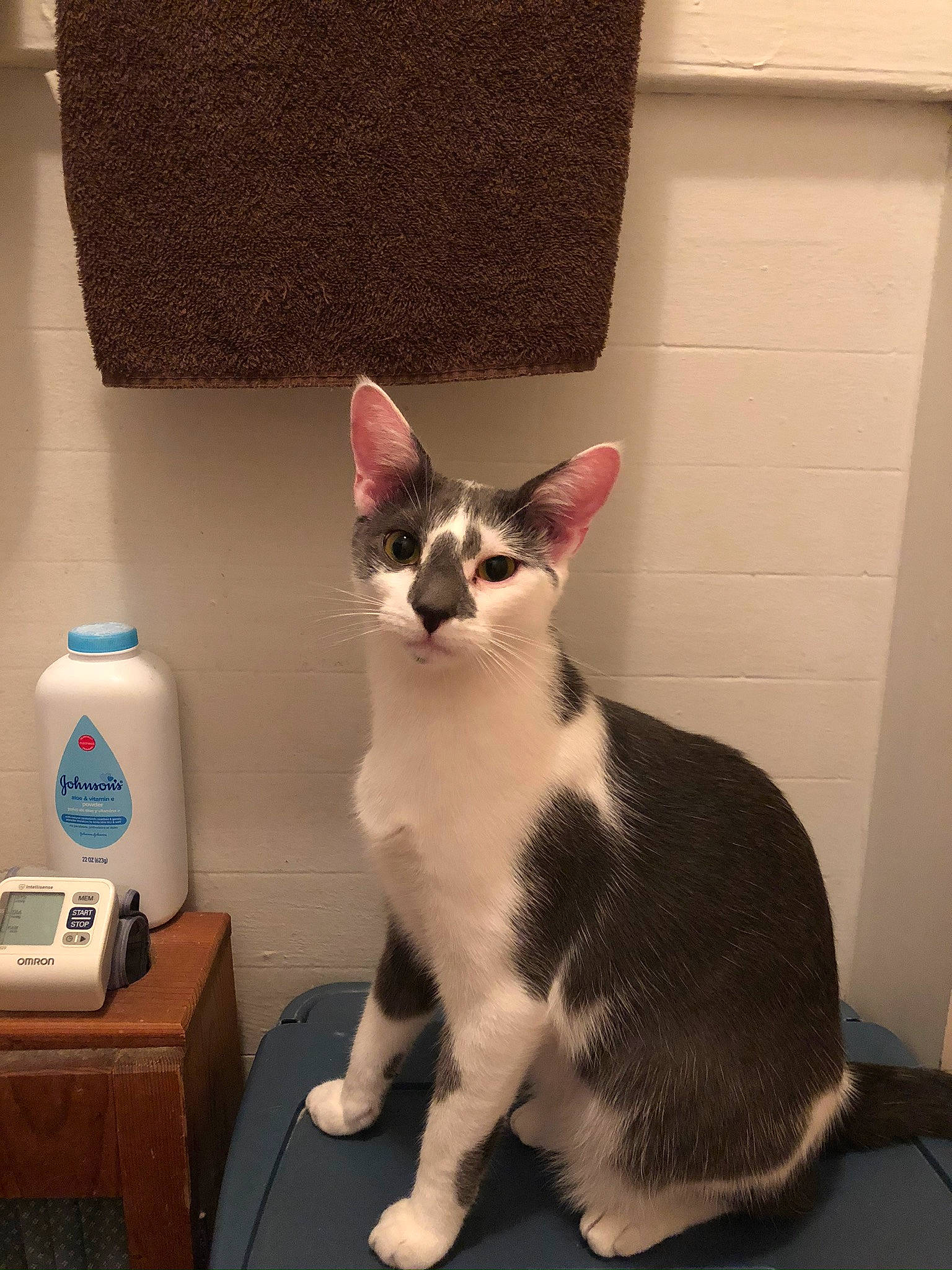 Chip is registered to the contest to win money with this photo: alarm_clock, carnivore, cat, comfort, domestic_short_haired_cat, felidae, fur, home_appliance, paw, peripheral, photo_caption, sitting, small_to_medium_sized_cats, snout, table, tail, whiskers