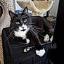 cat, black_and_white, tuxedo_cat, whiskers, paw, hdmi_cable, cat_tree, indoor, pet, feline, relaxed, curious, household, furniture, close_up, playful, animal, domestic, cute, resting